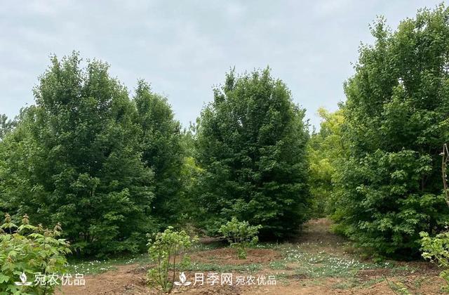 論南陽苗木花卉行業(yè)的內(nèi)銷與外銷(圖6)
