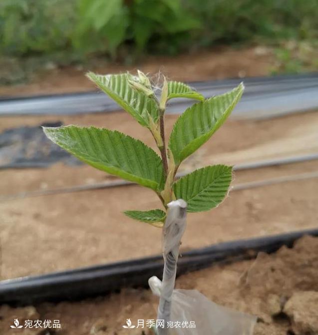 論南陽苗木花卉行業(yè)的內(nèi)銷與外銷(圖1)
