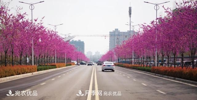 論南陽苗木花卉行業(yè)的內(nèi)銷與外銷(圖5)