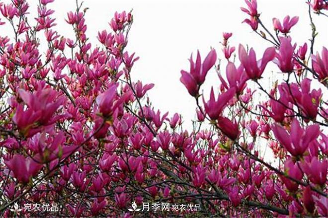 中國辛夷之鄉(xiāng)，帶你看看什么是南陽南召辛夷花(圖1)