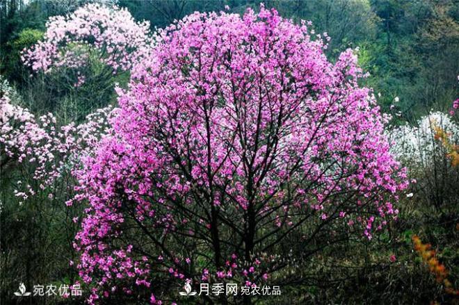 中國辛夷之鄉(xiāng)，帶你看看什么是南陽南召辛夷花(圖2)
