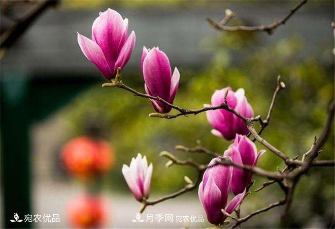 中國辛夷之鄉(xiāng)，帶你看看什么是南陽南召辛夷花(圖3)