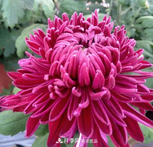 南陽鎮(zhèn)平國明盆栽菊花基地(圖1)