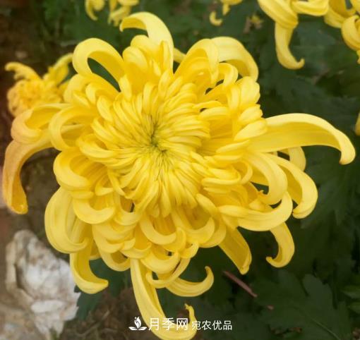 南陽鎮(zhèn)平國明盆栽菊花基地(圖2)