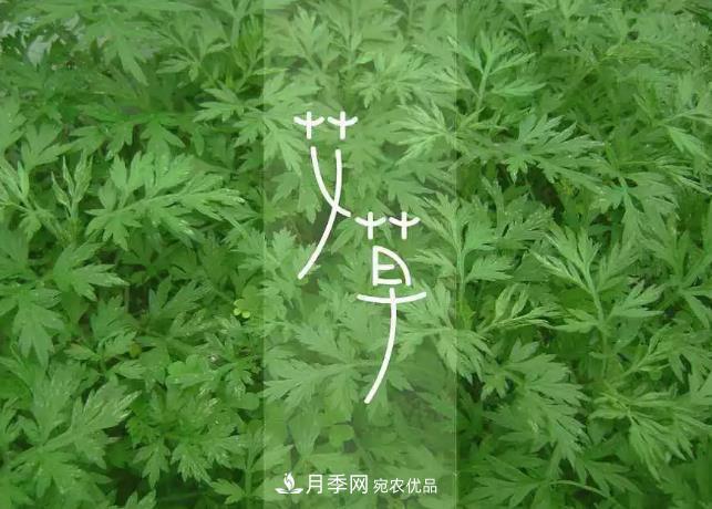 南陽(yáng)艾草產(chǎn)業(yè)發(fā)展規(guī)劃（2019-2023 年），快來看看吧！(圖3)