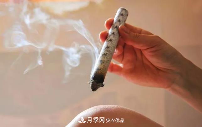 南陽(yáng)艾草產(chǎn)業(yè)發(fā)展規(guī)劃（2019-2023 年），快來看看吧！(圖2)