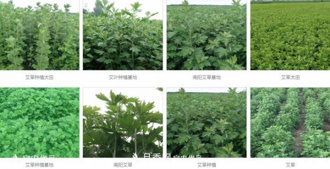 南陽宛艾艾草艾根艾苗培育基地批發(fā)(圖1)