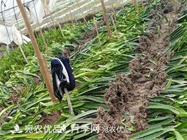 河南南陽紅心火龍果苗批發(fā)(圖2)