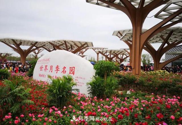 南陽(yáng)月季大觀園，單靠月季你引不起“全村人”的興趣！(圖1)
