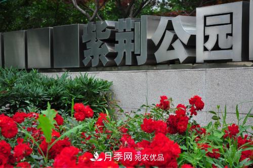 常州紫荊公園走紅，被稱“世界月季名園”，免門(mén)票創(chuàng)世界**(圖1)