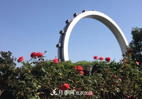 常州紫荊公園走紅，被稱“世界月季名園”，免門(mén)票創(chuàng)世界**(圖2)