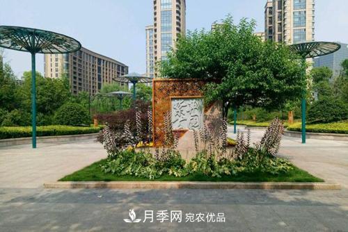 常州紫荊公園走紅，被稱“世界月季名園”，免門(mén)票創(chuàng)世界**(圖3)