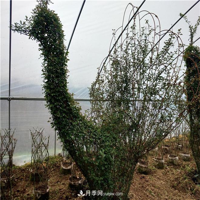動(dòng)物造型月季，十二生肖奇型造型月季(圖1)