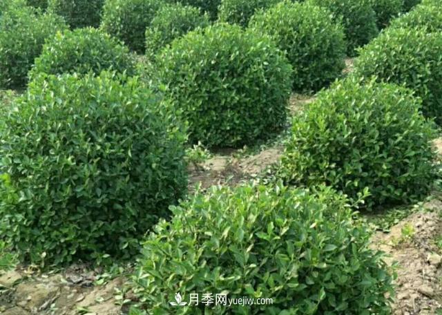 2020年苗木行業(yè)開啟價格白刃戰(zhàn)，誰主沉浮？(圖1)