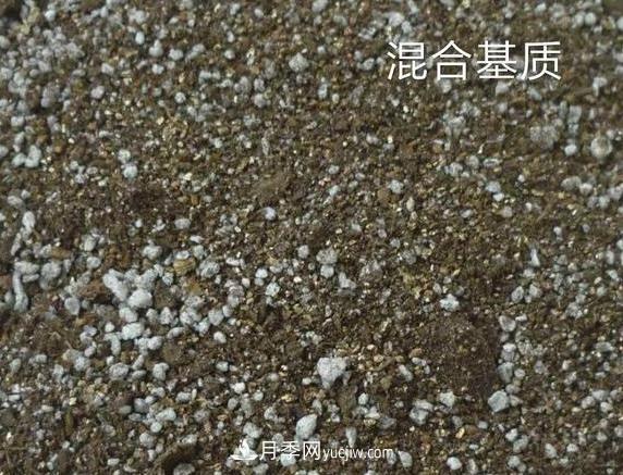 月季剪個(gè)枝，插到土里能生根嗎？(圖2)