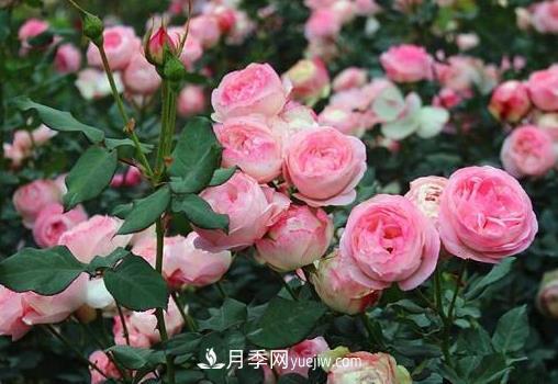 月季剪枝插土生根，扦插條件和辦法詳解(圖1)