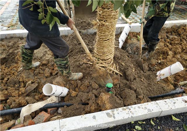 大苗木栽植時應(yīng)做好根部的哪些護(hù)理？(圖1)
