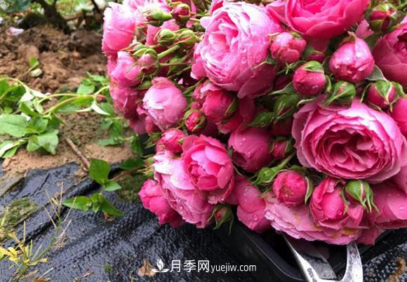 月季用什么土長的更好？很簡單(圖1)