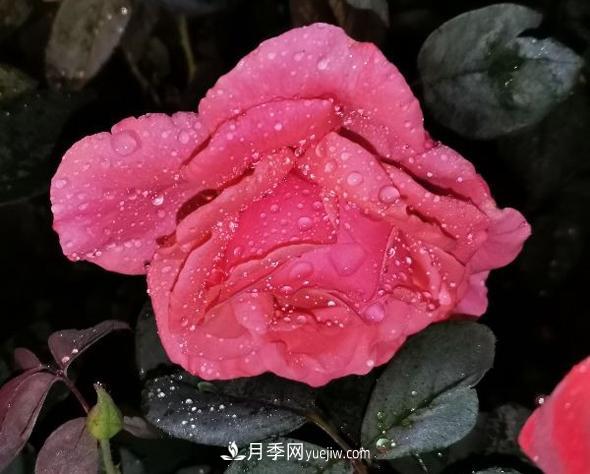 夜色下的謙卑，月季到底有多美？(圖1)