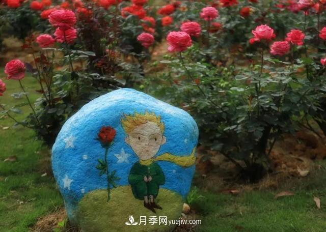 月季/玫瑰花是***具推廣的潛力花木，不用擔(dān)心它的未來(圖1)
