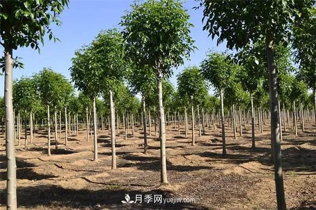 2022年前后會有一波苗木高峰行情？這個說法靠譜嗎？(圖1)