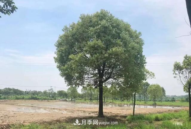 2022年前后會有一波苗木高峰行情？這個說法靠譜嗎？(圖2)