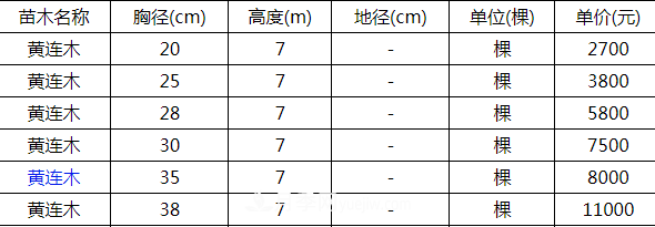 高度7米的黃連木能賣13000元/株？老苗木人道出了價(jià)格實(shí)情(圖2)