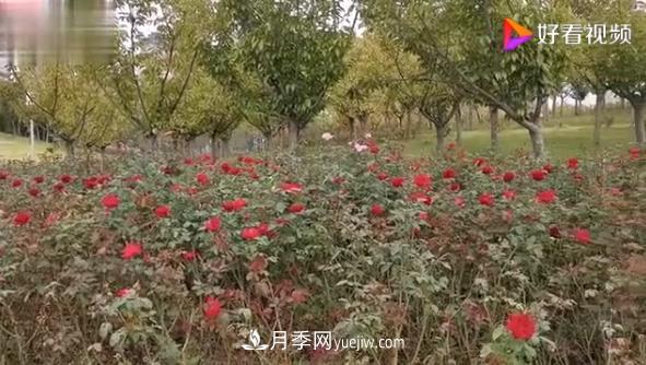 來山東聊城九州洼月季公園，看這搖曳多姿的月季格桑花(圖1)