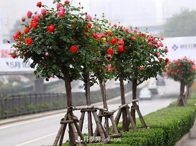 道路綠化的附屬景觀提升綠化栽植與養(yǎng)護(hù)(圖2)