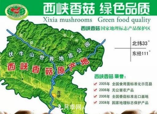 河南西峽：小香菇三級跳育出百億大產(chǎn)業(yè)——伏牛山看新變(圖1)