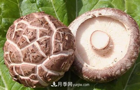 河南西峽：小香菇三級跳育出百億大產(chǎn)業(yè)——伏牛山看新變(圖2)