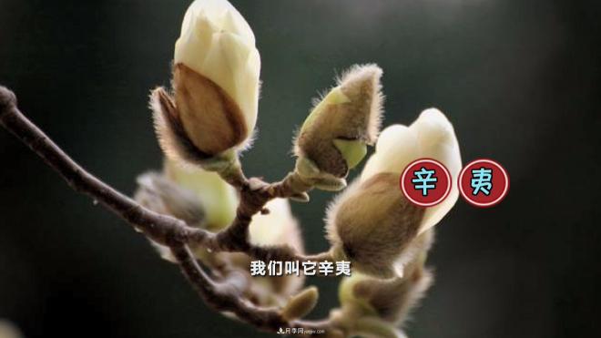 公園里種的玉蘭也是一味藥材，是真的嗎？(圖3)