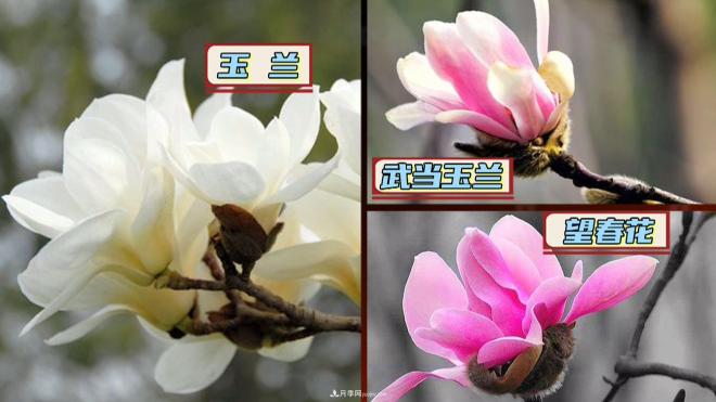 公園里種的玉蘭也是一味藥材，是真的嗎？(圖2)