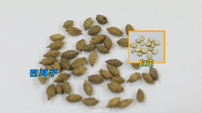 公園里種的玉蘭也是一味藥材，是真的嗎？(圖6)