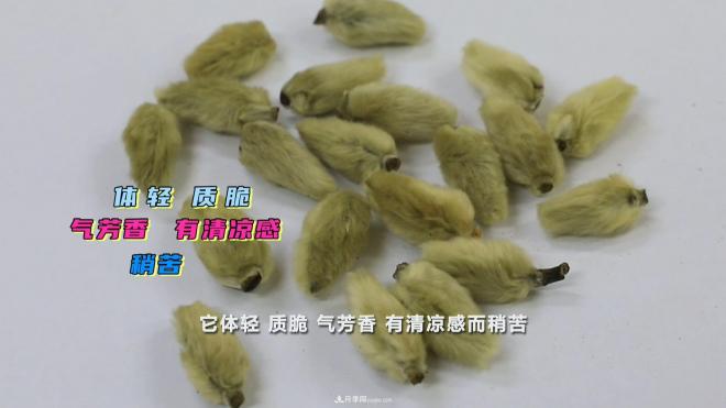公園里種的玉蘭也是一味藥材，是真的嗎？(圖5)
