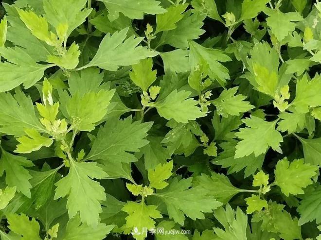 種南陽艾草的時(shí)候怎么除草，可不可以用草甘膦(圖1)