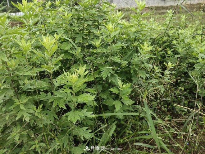 種南陽艾草的時(shí)候怎么除草，可不可以用草甘膦(圖2)
