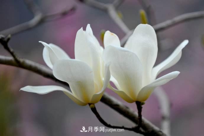 紫玉蘭、白玉蘭、二喬玉蘭、飛黃玉蘭、廣玉蘭等玉蘭怎么分辨？(圖1)