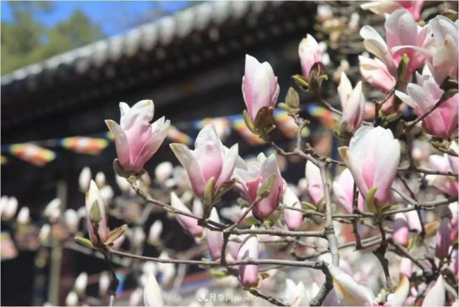 紫玉蘭、白玉蘭、二喬玉蘭、飛黃玉蘭、廣玉蘭等玉蘭怎么分辨？(圖5)