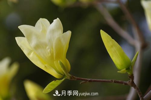 紫玉蘭、白玉蘭、二喬玉蘭、飛黃玉蘭、廣玉蘭等玉蘭怎么分辨？(圖8)