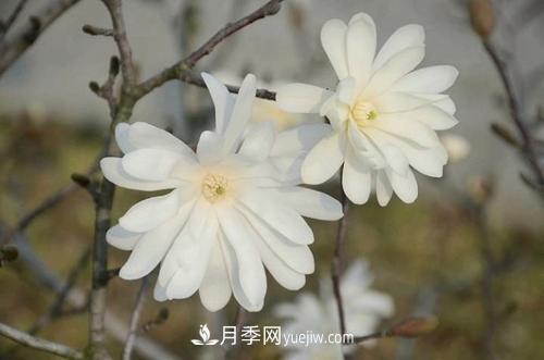 紫玉蘭、白玉蘭、二喬玉蘭、飛黃玉蘭、廣玉蘭等玉蘭怎么分辨？(圖14)