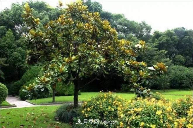 紫玉蘭、白玉蘭、二喬玉蘭、飛黃玉蘭、廣玉蘭等玉蘭怎么分辨？(圖13)