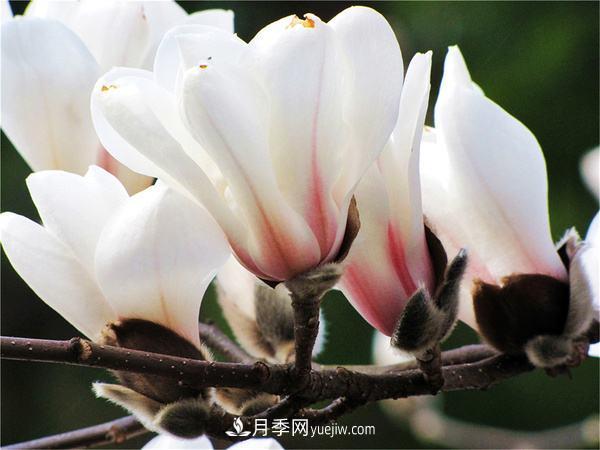 紫玉蘭、白玉蘭、二喬玉蘭、飛黃玉蘭、廣玉蘭等玉蘭怎么分辨？(圖15)