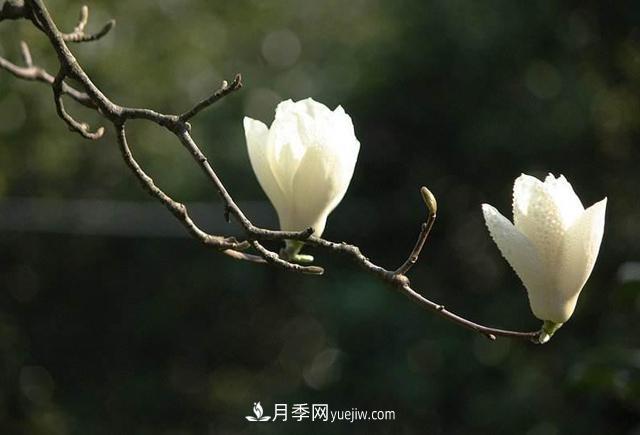 紫玉蘭、白玉蘭、二喬玉蘭、飛黃玉蘭、廣玉蘭等玉蘭怎么分辨？(圖2)