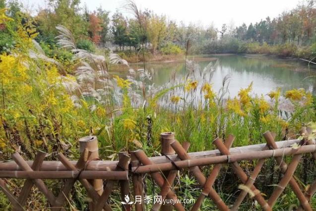 草木人間，霜降來臨，黃鶯花盛開(圖1)