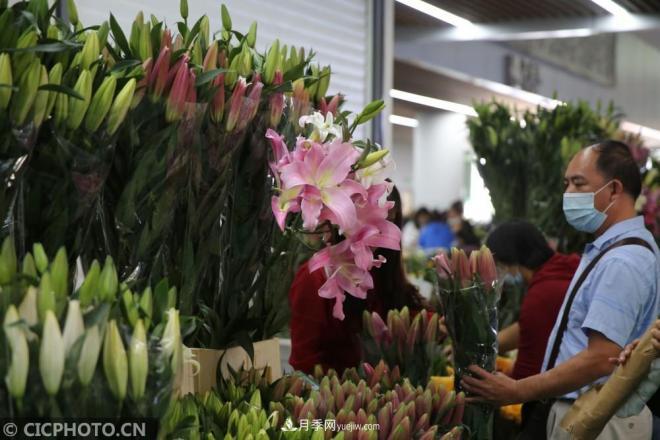 云南昆明：長假“帶火”花卉經(jīng)濟(圖2)
