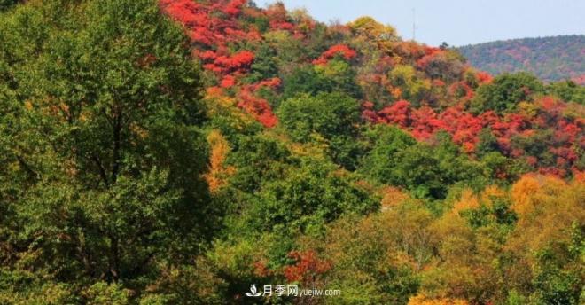 河南五個(gè)綠色“海洋”，在20度的森林中呼吸，讓你流連忘返(圖5)