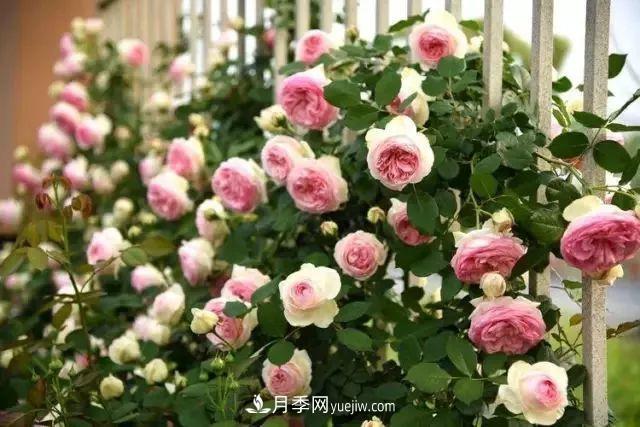 耐看的10種月季：非常養(yǎng)眼，你養(yǎng)過幾種(圖2)