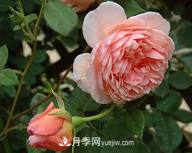 耐看的10種月季：非常養(yǎng)眼，你養(yǎng)過幾種(圖8)