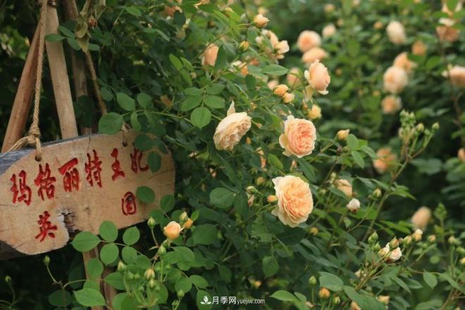 耐看的10種月季：非常養(yǎng)眼，你養(yǎng)過幾種(圖3)